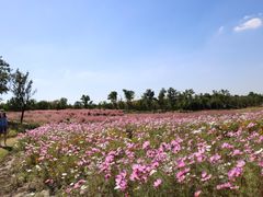 -上海滨江森林公园