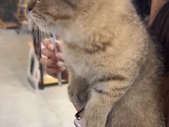 -伟伟宠物医院·CT影像中心·瑞派犬猫综合性门诊(汉口总院)