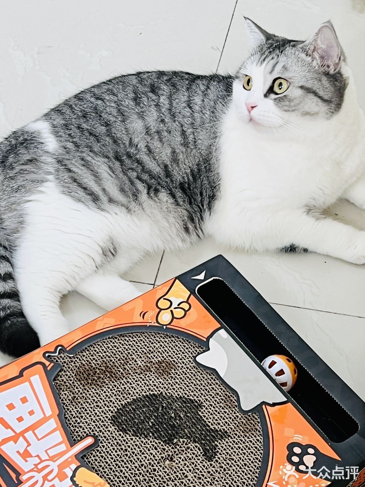懒人福音｜点外卖跟猫猫一起探鱼🐟！