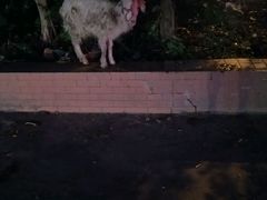 -黑公羊新疆菜(人和店)