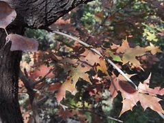 -北京西山国家森林公园