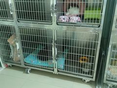 -爱贝特动物医院·猫口炎专科