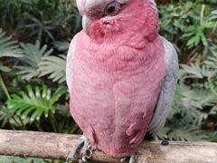 -南宫五洲植物乐园