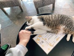 -喵屿·大理花园猫咖