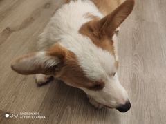 -浣熊柯尔鸭土拨鼠·电玩咖