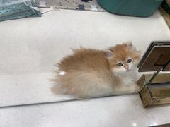-糯米喵星人总部直营旗舰店·猫舍·幼猫出售