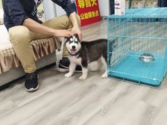 -翊宠yipet猫狗购宠庄园犬舍•猫舍