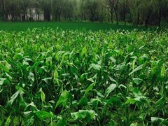 iphone_upload_pic-溱湖国家湿地公园