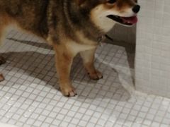 -柴务处·柴犬主题狗咖