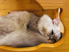 -猫友咖啡店(玉林西路店)