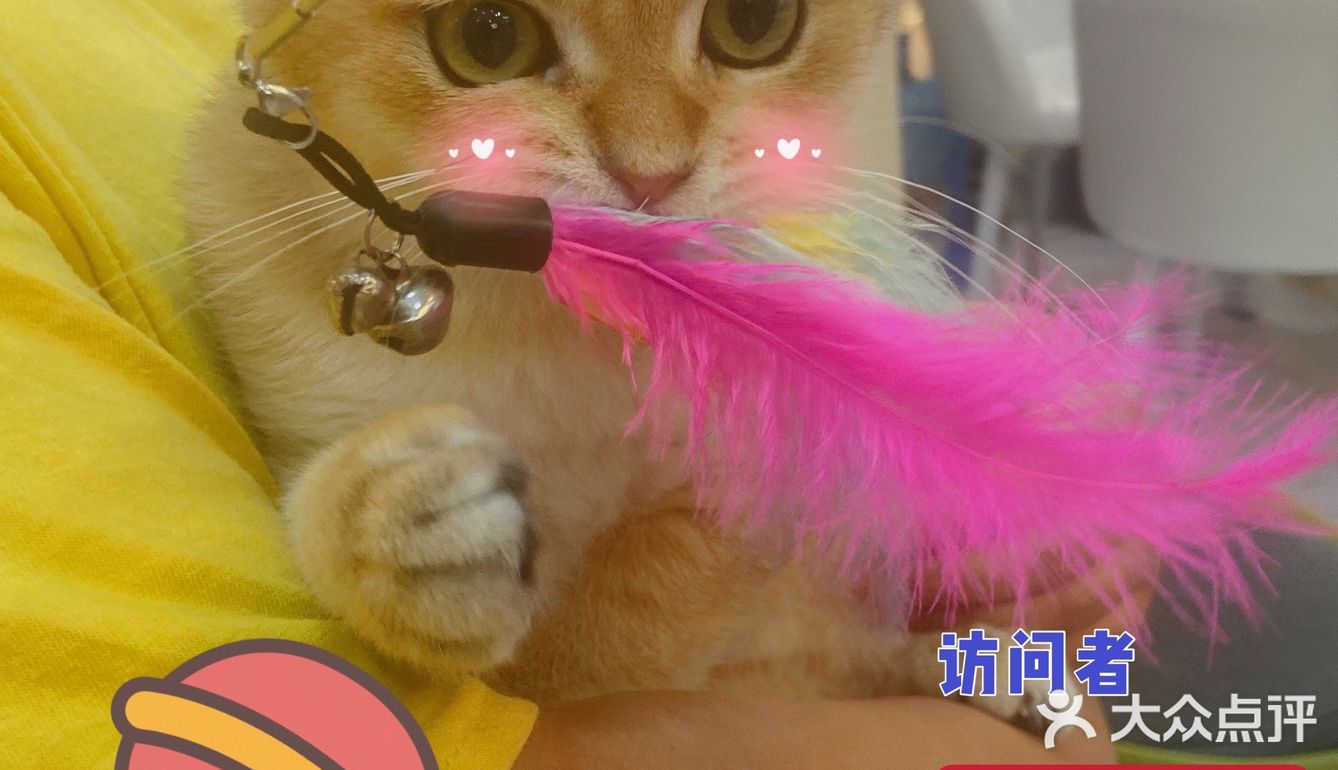 猫猫🐱狗狗🐶，更爱哪个？