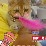 猫猫🐱狗狗🐶，更爱哪个？