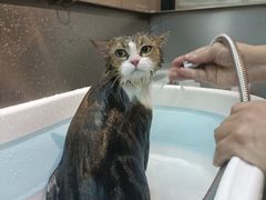 -PETKIT小佩宠物·低压洗护(国顺东路店)