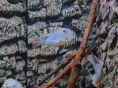 -上海海洋水族馆