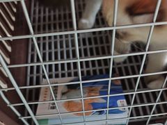 -艾贝尔宠物医院·24H转诊中心·肿瘤猫专科(江宁双龙店)
