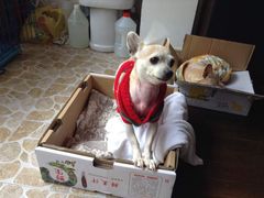 -爱侣宠医·鹦鹉专科·小型哺乳类·异宠专科(灵石路店)