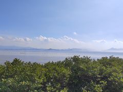 -福田红树林生态公园