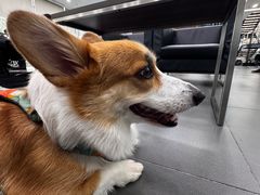 -奔驰利星行(北京花乡店)