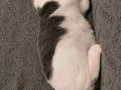 -安安宠医宠物医院·异宠·犬猫内科(岳阳分院)
