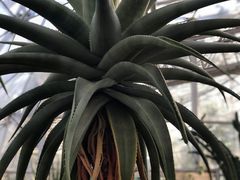 -北京植物园-展览温室