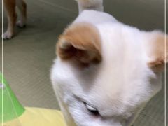 -逗柴咖啡屋·狗咖猫咖宠物桌游