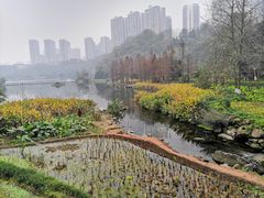 -重庆彩云湖湿地公园