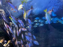 -太平洋海底世界