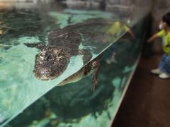 -上海海洋水族馆