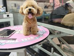 -Oh My Dog宠物沙龙(伊珊娜皮毛护理店)