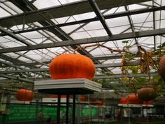 -兰陵国家农业公园