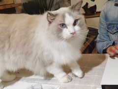 -吉丁鸟咖·异宠·寄养
