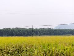 -罗坑大草原