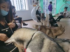 -Husky Go! 哈士奇体验馆·宠物咖啡厅狗咖