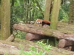 -都江堰中华大熊猫苑