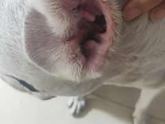 -美联众合宠物医院·爱萌分院·内外科·猫科中心