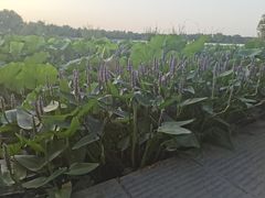 -洛阳市隋唐城遗址植物园