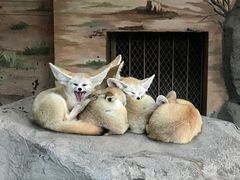-上海野生动物园