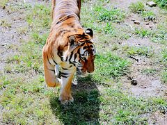 -石家庄市动物园