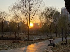 -莲花池公园