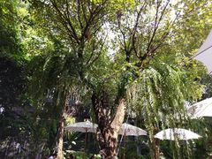 -Fern Forest Cafe