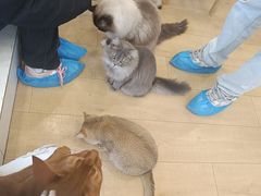 -Let's go狗咖·猫咖·奶狗·桌游(春熙路IFS店)