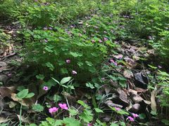 -洛阳市隋唐城遗址植物园