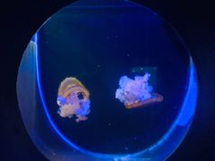 -大连圣亚海洋世界