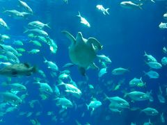 -广东省拱北口岸中国旅行社(华宾营业部)