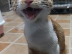 -关爱宠物医院·猫科中心·消化科(滨湖万达分院)