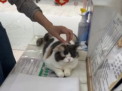 -四月宠物医院·猫专科·心脏专科·内科(转塘店)