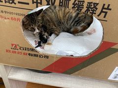 -北京观赏动物医院·24小时大型综合·猫专科·异宠专科