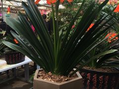 -秦美花卉(天朗·莱茵小城2期店)