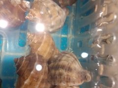 -蓝珊甄选海鲜自助·火锅大排档(近阿那亚店)