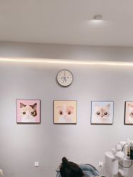 -洗脸猫·洗脸吧